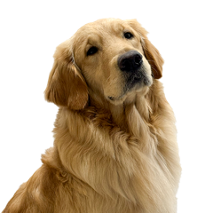 Max, our golden retriever